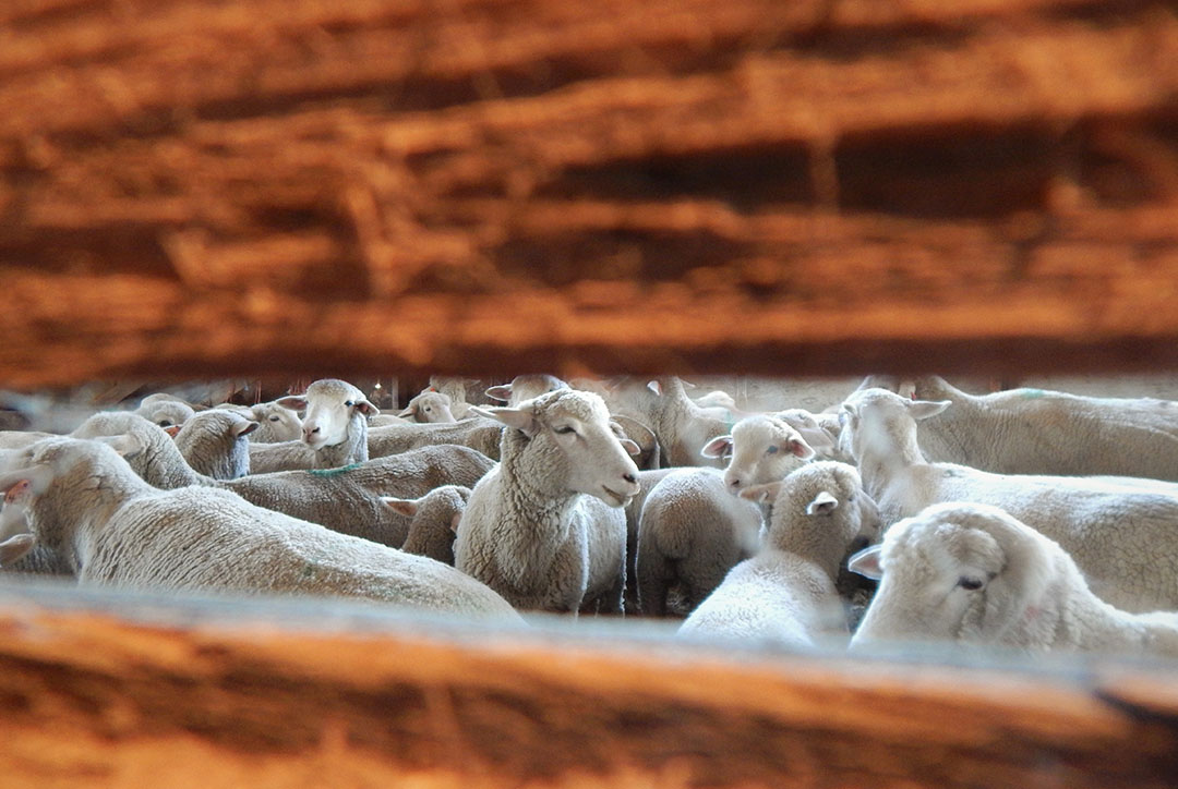 WCVM researchers are working to better understand resistance to sheep dewormers. Photo by Kendra Elliott.